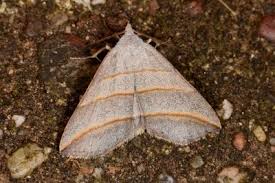 Attēlu rezultāti vaicājumam “Colobochyla salicalis”