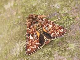 Attēlu rezultāti vaicājumam “Anarta myrtilli”