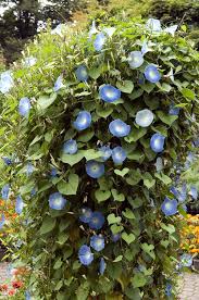 Image result for Prunkwinde