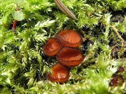 Attēlu rezultāti vaicājumam “Scutellinia scutellata”