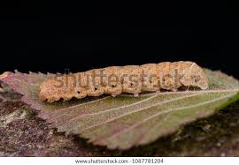 Attēlu rezultāti vaicājumam “Noctua fimbriata”