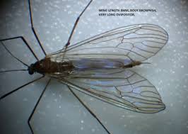 Attēlu rezultāti vaicājumam “Trichocera regelationis”