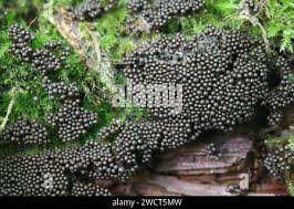 Attēlu rezultāti vaicājumam “Cribraria argillacea sessile”