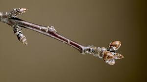 Attēlu rezultāti vaicājumam “Cerasus bud”