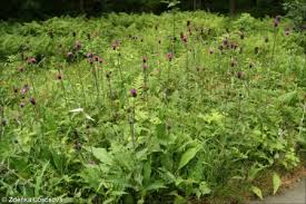 Attēlu rezultāti vaicājumam “Cirsium heterophyllum”