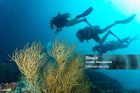 Image result for Three Seas Diving