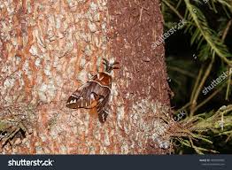 Attēlu rezultāti vaicājumam “Endromidae”