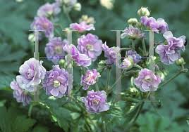 Image result for Geranium `Summer Skies`