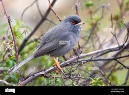 Image result for Sylvia sarda