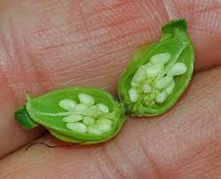 Attēlu rezultāti vaicājumam “Pedicularis palustris fruit”