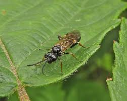 Attēlu rezultāti vaicājumam “Allantus cinctus”