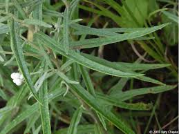 Attēlu rezultāti vaicājumam “Anaphalis margaritacea leaf”
