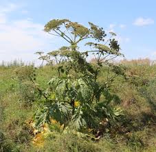 Attēlu rezultāti vaicājumam “Heracleum sosnowskyi fruit”