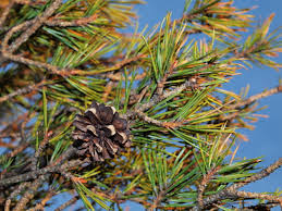 Attēlu rezultāti vaicājumam “Pinus sylvestris leaf”