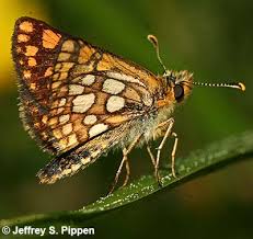 Attēlu rezultāti vaicājumam “Carterocephalus palaemon underside”