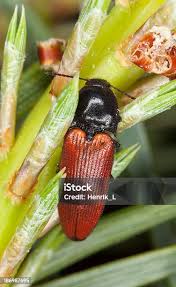 Attēlu rezultāti vaicājumam “Ampedus pomorum”