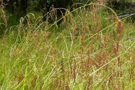 Attēlu rezultāti vaicājumam “Glyceria striata fruit”
