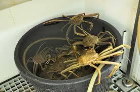 Image result for Chionoecetes opilio