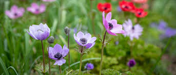Attēlu rezultāti vaicājumam “Anemone x lipsiensis leaf”