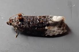 Attēlu rezultāti vaicājumam “Apotomis betuletana”