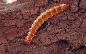 Attēlu rezultāti vaicājumam “Cucujus cinnaberinus larva”