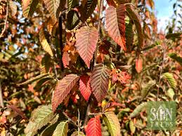 Attēlu rezultāti vaicājumam “Carpinus caroliniana male flower”