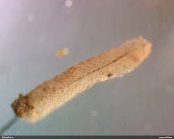 Attēlu rezultāti vaicājumam “Stemonitopsis hyperopta var. landewaldii”