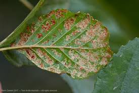 Attēlu rezultāti vaicājumam “Eriophyes laevis”