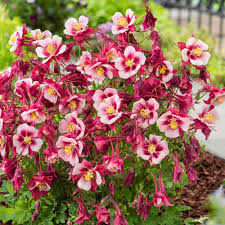 Image result for Akelei