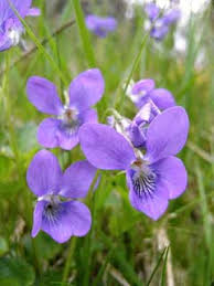 Attēlu rezultāti vaicājumam “Viola riviniana flower”