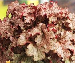 Image result for Heuchera `Swirling Fantasy`