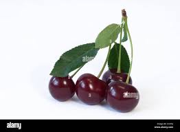 Attēlu rezultāti vaicājumam “Cerasus fruit”