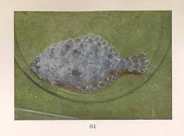 Image result for Paralichthys albigutta