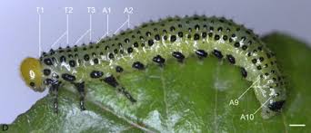 Attēlu rezultāti vaicājumam “Argidae larva”