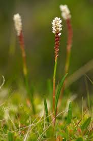 Attēlu rezultāti vaicājumam “Bistorta major fruit”