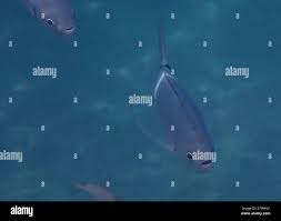 Image result for Oblada melanurus