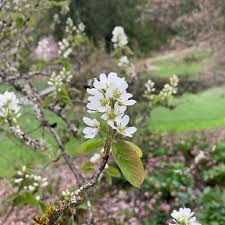 Attēlu rezultāti vaicājumam “Amelanchier spicata”