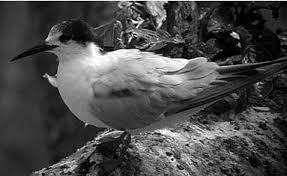 Image result for Sterna acuflavida