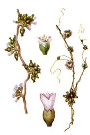 Attēlu rezultāti vaicājumam “Cuscuta europaea flower”