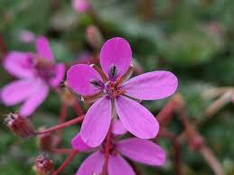 Attēlu rezultāti vaicājumam “Erodium cicutarium”