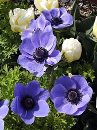 Attēlu rezultāti vaicājumam “Anemone x lipsiensis flower”