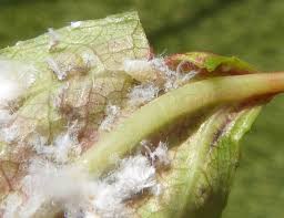 Attēlu rezultāti vaicājumam “Thecabius affinis”