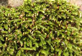 Attēlu rezultāti vaicājumam “Brachythecium”