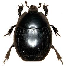 Attēlu rezultāti vaicājumam “Histeridae”