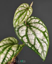 Attēlu rezultāti vaicājumam “Melampyrum sylvaticum leaf”