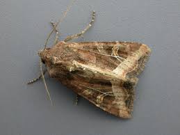 Attēlu rezultāti vaicājumam “Celaena leucostigma”