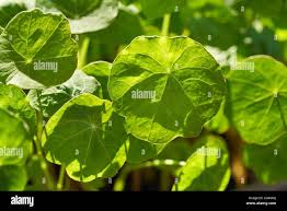 Attēlu rezultāti vaicājumam “Tropaeolum majus leaf”