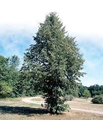 Attēlu rezultāti vaicājumam “Tilia americana”