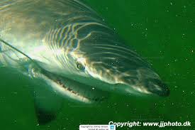 Image result for Carcharhinus brevipinna