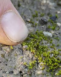 Attēlu rezultāti vaicājumam “Buxbaumia viridis sporophyte”